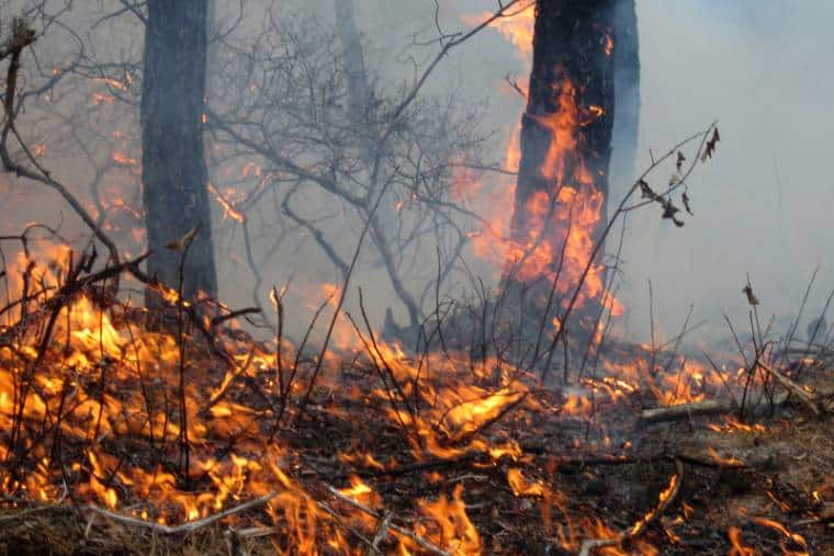 Des incendies de forêt dévorent une forêt