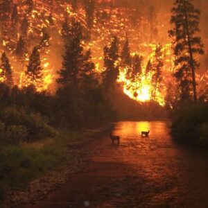Les incendies de forêt au Canada ne sont pas le fruit du hasard