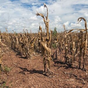 Les prix des denrées alimentaires montent en flèche dans un contexte de guerre et de dégradation du climat