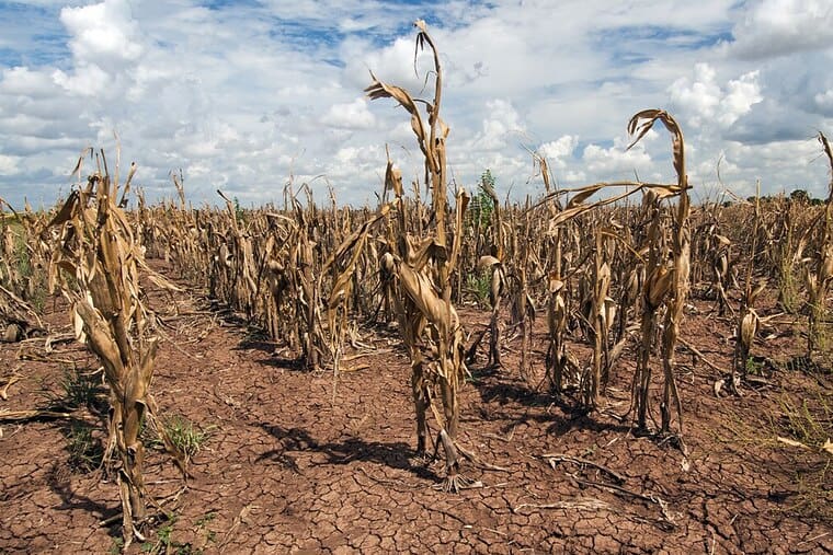 Extreme weather is having a disastrous effect on food production (Photo: WikipediaCommons)